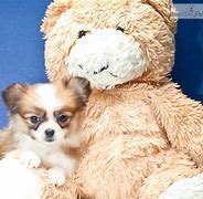 Image result for Small Dog Breeds Papillon