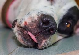 Image result for Skin Tags Warts On Dogs