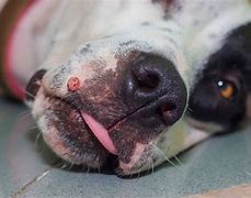 Image result for Wart On Dog's Ear