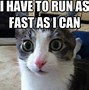 Image result for Regato Cat Meme