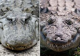 Image result for Gator and Croc Difference