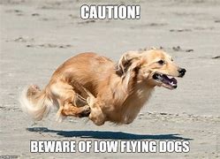 Image result for Flying Animals Meme