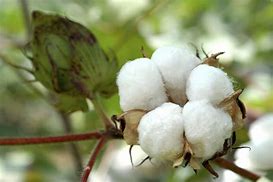 Image result for Cotton Pic