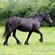 Image result for UK Horse Breeds