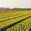 Image result for The Netherlands Tulips