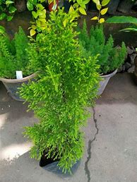 Image result for Lemon Cypress Tree