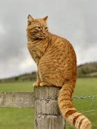 Image result for Cat Ginger Jawline