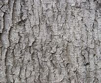 Image result for Tree Wood Grain Texture