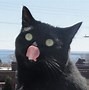 Image result for Funny Cat Jpg