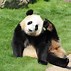 Image result for Giant Stuffed Panda
