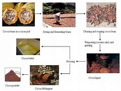 Image result for Cocoa Bean Production