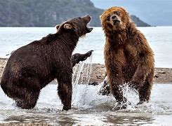 Image result for Animals Fighting Art