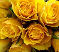 Image result for Yellow Roses Wallpaper for Phones