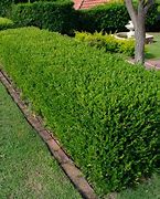 Image result for Buxus sempervirens bosjes in pot