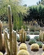 Image result for Cactus Like Tree