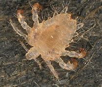 Image result for Crab Louse