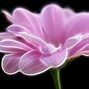 Image result for Clip Art of Pink and Black Flowers Background