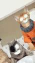 Image result for Scary Cat Meme