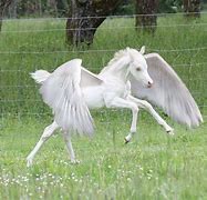 Image result for Real Unicorns with Wings