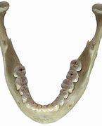 Image result for Human Upper Jaw Bone
