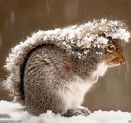 Image result for Funny Winter Animals