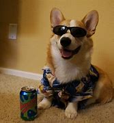 Image result for Cute Chill Dogs