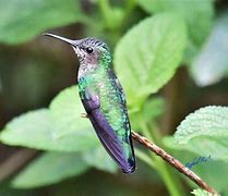 Image result for Taphrospilus Trochilidae