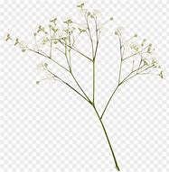 Image result for Dried Flower Clear