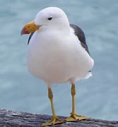 Image result for Pacific Gull