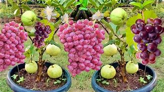 Image result for Big Grape Tree