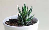 Image result for Baby Cactus