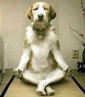 Image result for Yoga Funny Animals Memes