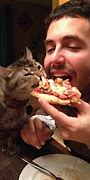 Image result for Funny Memes About Cats