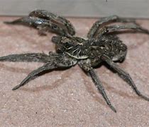 Image result for Largest Wolf Spider
