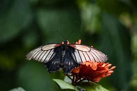 Image result for Mormon Crickets in Nevada