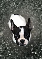 Image result for Black and White Boston Terrier