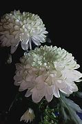 Image result for Chrysanthemum Aesthetic