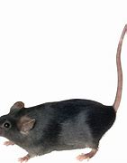 Image result for Mouse Tail Border