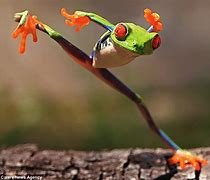 Image result for Kung Fu Frog