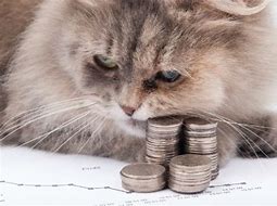 Image result for Funny Cats with Money
