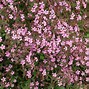 Image result for Saponaria ocymoides