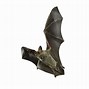 Image result for Little Brown Bat Flying