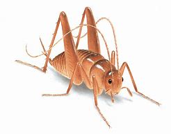 Image result for Roasted Crickets