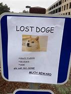 Image result for I Lost My B a Dog Again Meme