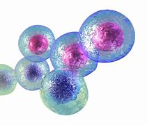 Image result for Primary Cell Image Transparent