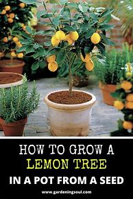 Image result for Growing Citrus Trees in Pots