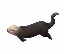 Image result for Otter Transparent
