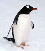 Image result for 1 Penguin