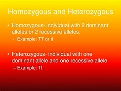 Image result for Homozygous for A1298C CC