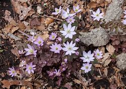 Image result for Anemonella thalictroides f. rosea